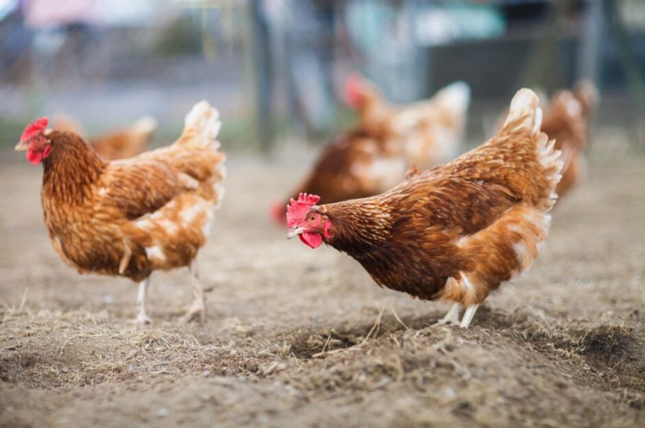 mangime per galline e animali da cortile